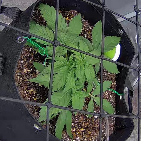 Bacio Gelato fast #3 5x5 SCROG growlog timeline photo