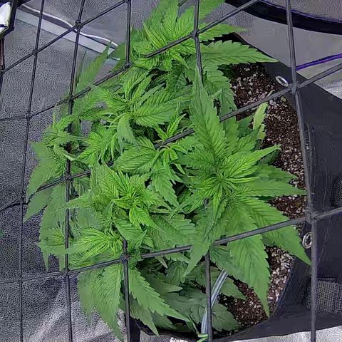 Shark Sherbet fast #4 5x5 SCROG growlog timeline photo