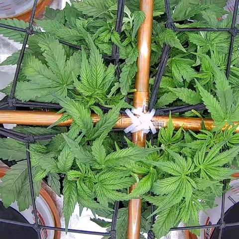 Shark Sherbet fast #5 5x5 SCROG growlog timeline photo