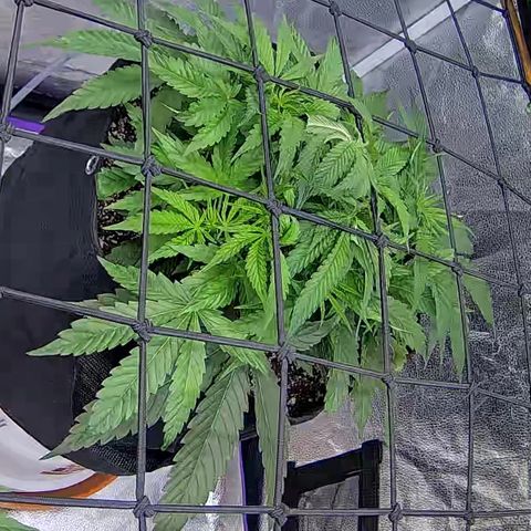 Bacio Gelato fast #2 5x5 SCROG growlog timeline photo