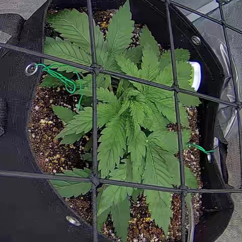 Bacio Gelato fast #3 5x5 SCROG growlog timeline photo