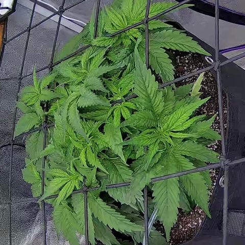 Shark Sherbet fast #4 5x5 SCROG growlog timeline photo