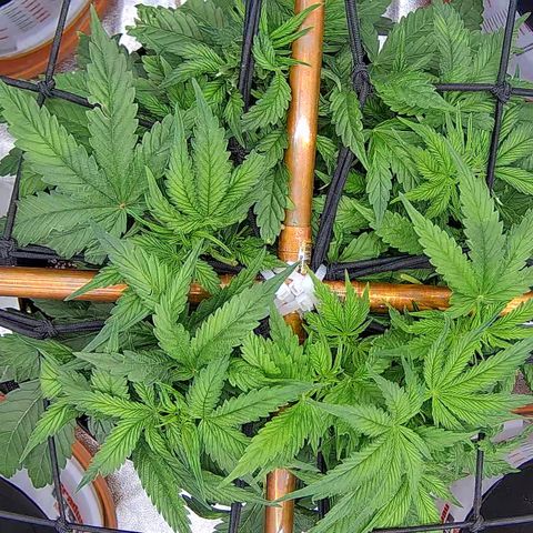 Shark Sherbet fast #5 5x5 SCROG growlog timeline photo