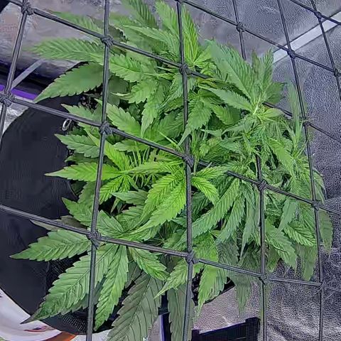 Bacio Gelato fast #2 5x5 SCROG growlog timeline photo