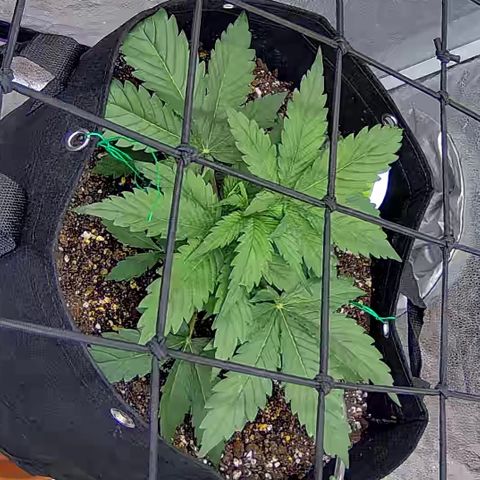 Bacio Gelato fast #3 5x5 SCROG growlog timeline photo