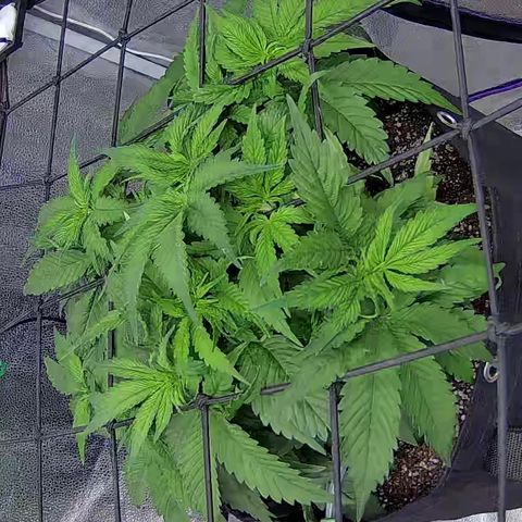 Shark Sherbet fast #4 5x5 SCROG growlog timeline photo