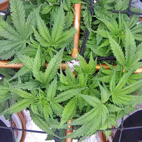 Shark Sherbet fast #5 5x5 SCROG growlog timeline photo