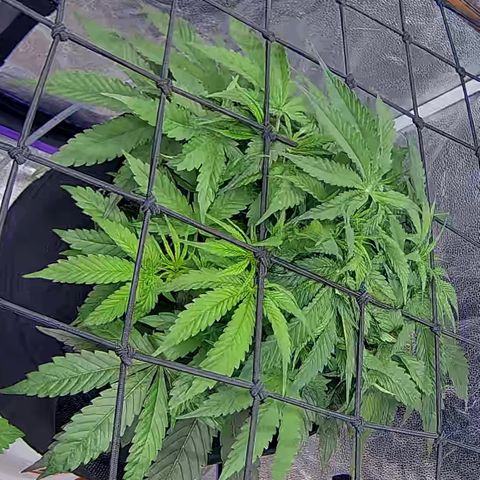 Bacio Gelato fast #2 5x5 SCROG growlog timeline photo