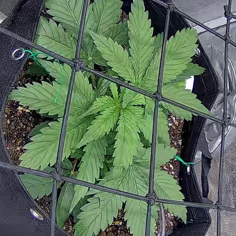 Bacio Gelato fast #3 5x5 SCROG growlog timeline photo