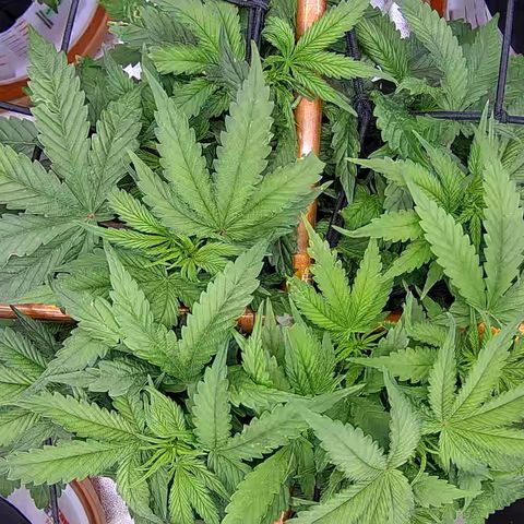 Shark Sherbet fast #5 5x5 SCROG growlog timeline photo