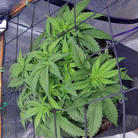 Shark Sherbet fast #4 5x5 SCROG growlog timeline photo