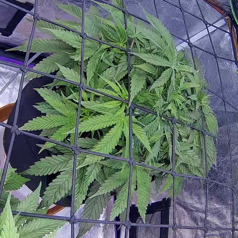 Bacio Gelato fast #2 5x5 SCROG growlog timeline photo