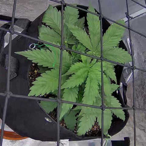 Bacio Gelato fast #3 5x5 SCROG growlog timeline photo
