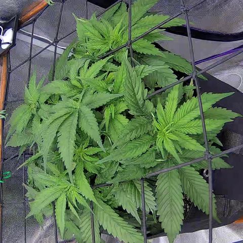 Shark Sherbet fast #4 5x5 SCROG growlog timeline photo
