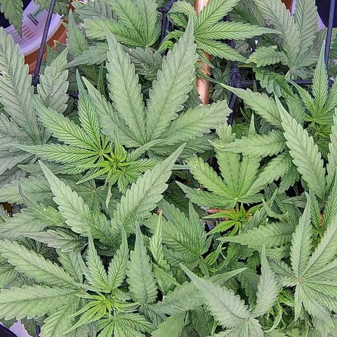 Shark Sherbet fast #5 5x5 SCROG growlog timeline photo