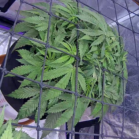 Bacio Gelato fast #2 5x5 SCROG growlog timeline photo