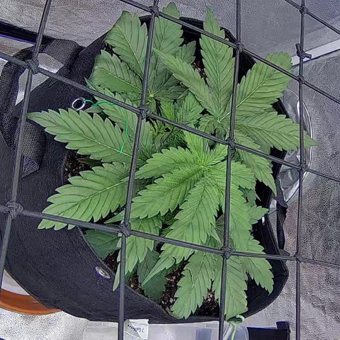 Bacio Gelato fast #3 5x5 SCROG growlog timeline photo