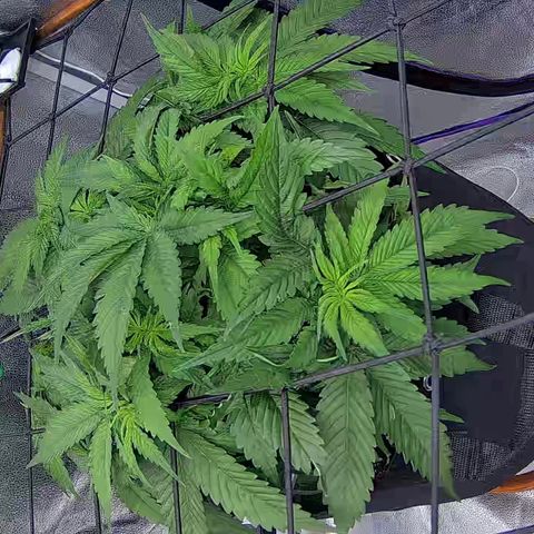 Shark Sherbet fast #4 5x5 SCROG growlog timeline photo