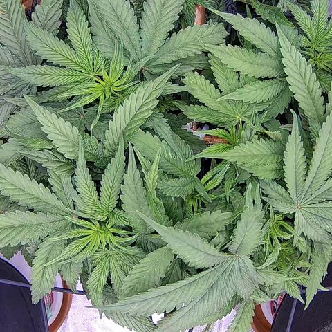 Shark Sherbet fast #5 5x5 SCROG growlog timeline photo