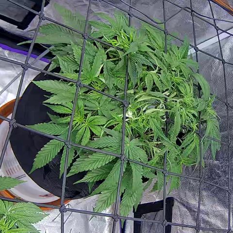 Bacio Gelato fast #2 5x5 SCROG growlog timeline photo