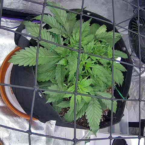 Bacio Gelato fast #3 5x5 SCROG growlog timeline photo
