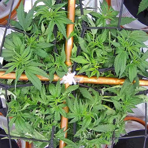 Shark Sherbet fast #5 5x5 SCROG growlog timeline photo