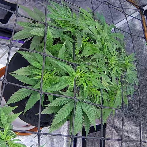 Bacio Gelato fast #2 5x5 SCROG growlog timeline photo