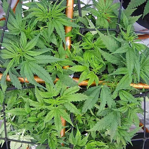 Shark Sherbet fast #5 5x5 SCROG growlog timeline photo