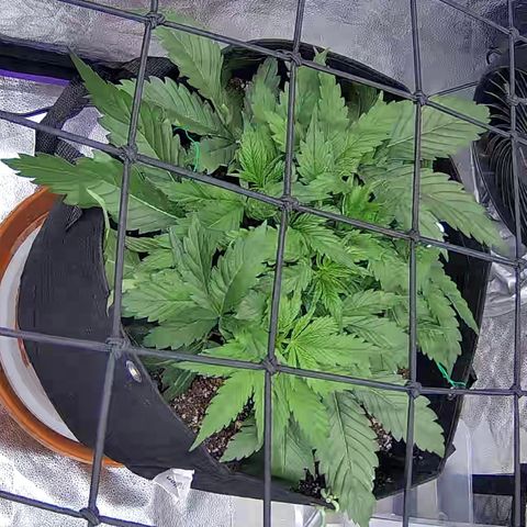 Bacio Gelato fast #3 5x5 SCROG growlog timeline photo
