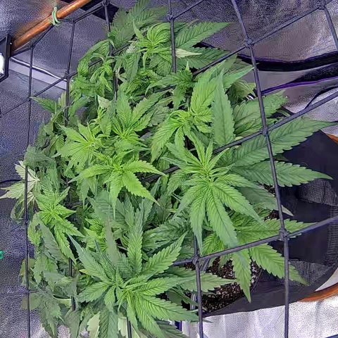 Shark Sherbet fast #4 5x5 SCROG growlog timeline photo