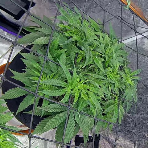 Bacio Gelato fast #2 5x5 SCROG growlog timeline photo