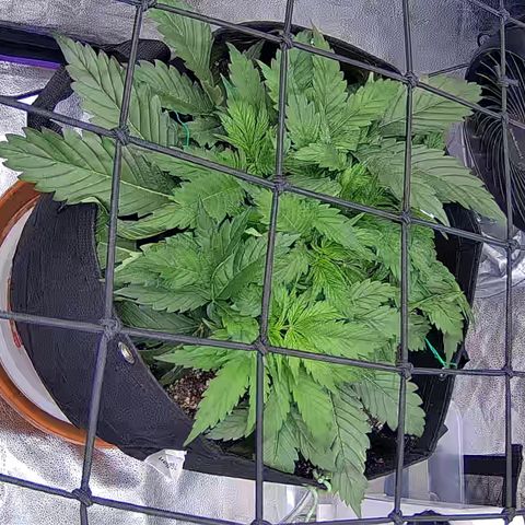 Bacio Gelato fast #3 5x5 SCROG growlog timeline photo