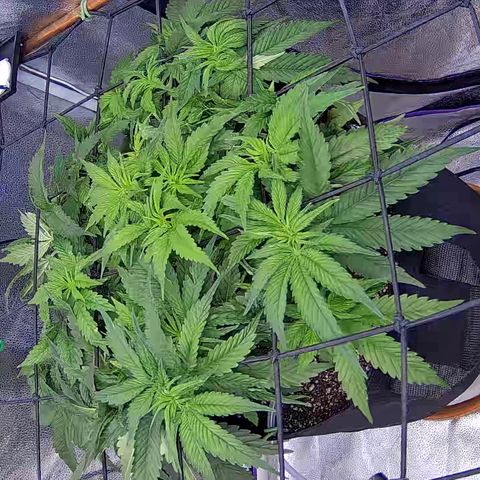 Shark Sherbet fast #4 5x5 SCROG growlog timeline photo