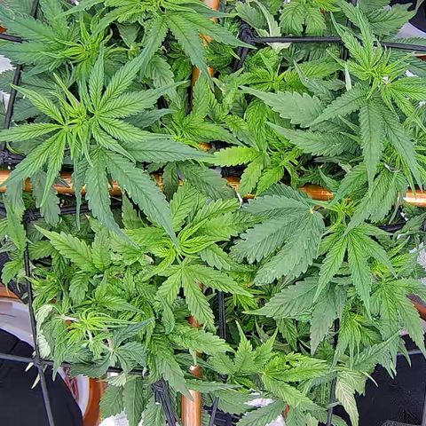 Shark Sherbet fast #5 5x5 SCROG growlog timeline photo