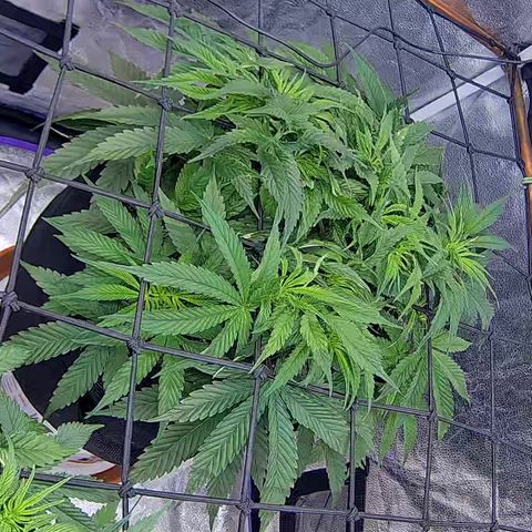 Bacio Gelato fast #2 5x5 SCROG growlog timeline photo