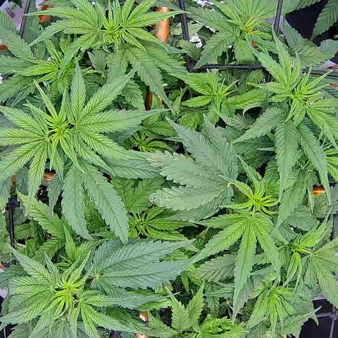 Shark Sherbet fast #5 5x5 SCROG growlog timeline photo