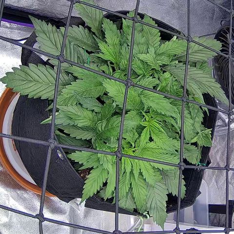 Bacio Gelato fast #3 5x5 SCROG growlog timeline photo