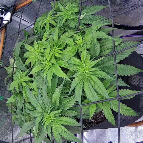 Shark Sherbet fast #4 5x5 SCROG growlog timeline photo