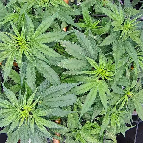Shark Sherbet fast #5 5x5 SCROG growlog timeline photo