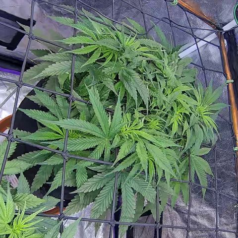 Bacio Gelato fast #2 5x5 SCROG growlog timeline photo