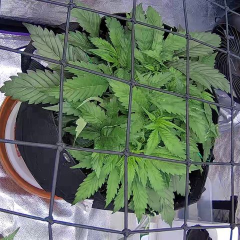 Bacio Gelato fast #3 5x5 SCROG growlog timeline photo