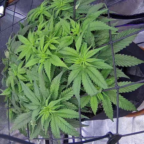 Shark Sherbet fast #4 5x5 SCROG growlog timeline photo