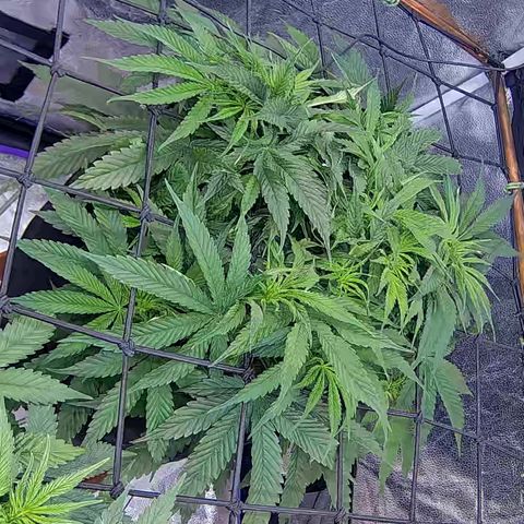 Bacio Gelato fast #2 5x5 SCROG growlog timeline photo