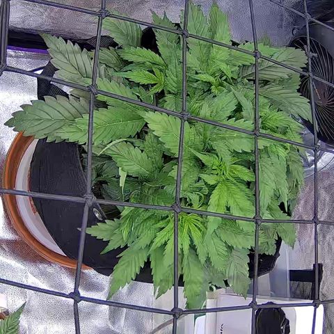 Bacio Gelato fast #3 5x5 SCROG growlog timeline photo