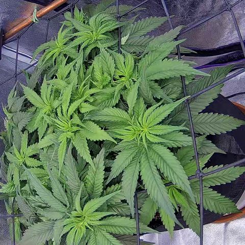 Shark Sherbet fast #4 5x5 SCROG growlog timeline photo