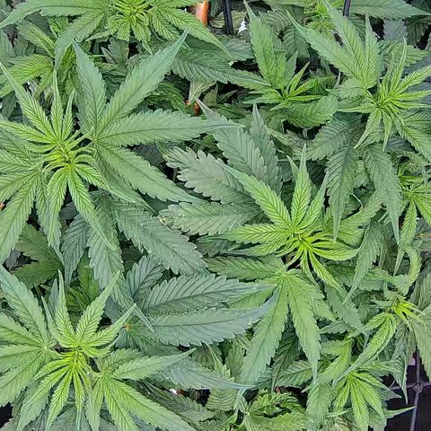 Shark Sherbet fast #5 5x5 SCROG growlog timeline photo