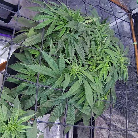 Bacio Gelato fast #2 5x5 SCROG growlog timeline photo