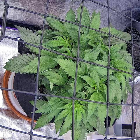 Bacio Gelato fast #3 5x5 SCROG growlog timeline photo