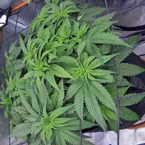 Shark Sherbet fast #4 5x5 SCROG growlog timeline photo
