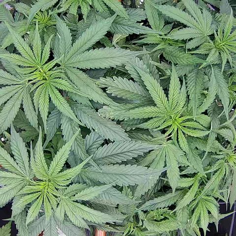 Shark Sherbet fast #5 5x5 SCROG growlog timeline photo